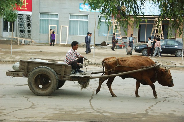 北朝鮮で牛は食用ではなく輸送や農業に使われている。