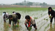 北朝鮮の協同農場での田植え戦闘（労働新聞）