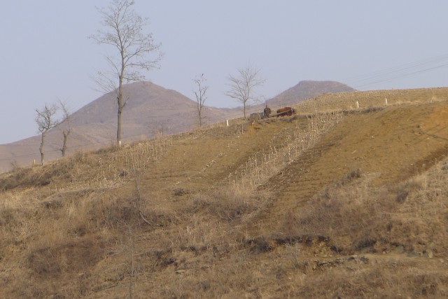 中朝国境国境を流れる鴨緑江の堤防も個人耕作地になっている。