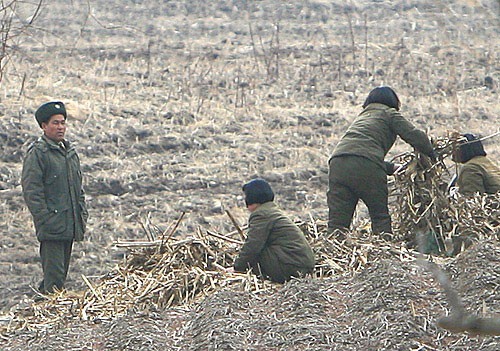 北朝鮮の女性兵士が薪をまとめている。3人ともおかっぱ頭だ。（画像：デイリーNK）