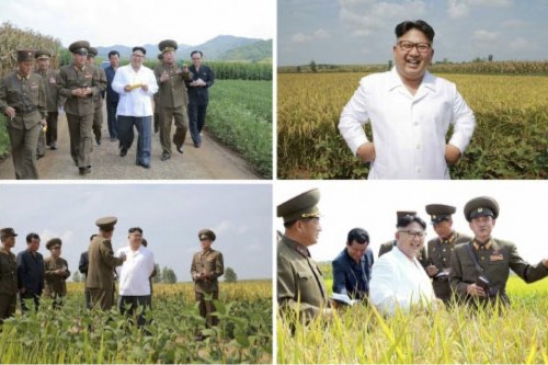 朝鮮人民軍傘下「第1116号農場」を現地指導した金正恩氏（2016年9月13日付労働新聞より）