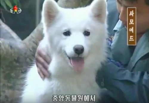 金正恩氏が朝鮮中央動物園に寄贈したサモエド（画像：朝鮮中央テレビキャプチャー）