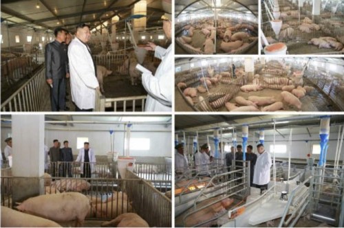 4月22日泰川養豚工場を現地指導した金正恩氏（2017年4月23日付労働新聞より）