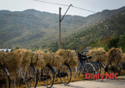 最近平安北道の農村で撮影された、自転車でわらを運ぶ光景（画像：デイリーNKカン・ミジン記者）