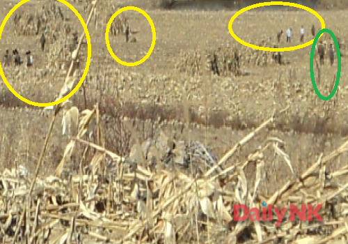 咸鏡北道の畑で落穂ひろいをする北朝鮮の兵士たち（黄）。片隅では軍官が作業を様子を見守っている（緑）（画像：北朝鮮国内情報筋提供）