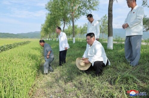 金正恩氏が江原道被災地農場を視察した（2023年8月18日付朝鮮中央通信）