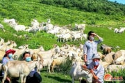 北朝鮮のヤギ牧場（労働新聞）