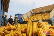 黄海北道黄州でのトウモロコシの収穫の様子（画像：労働新聞）